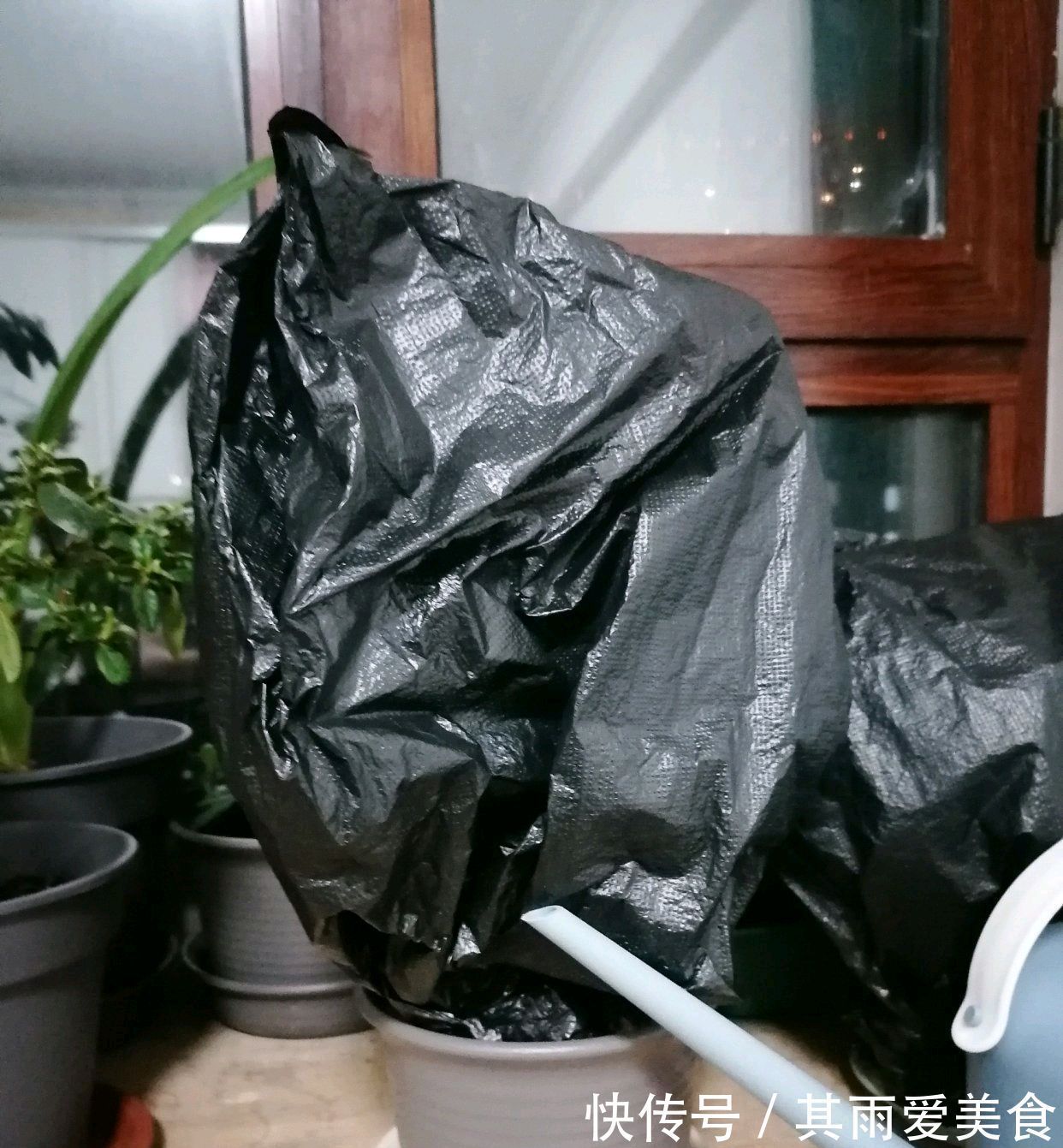 遮光的长寿花催花成功了吗?一起开袋检查,花苞一串串