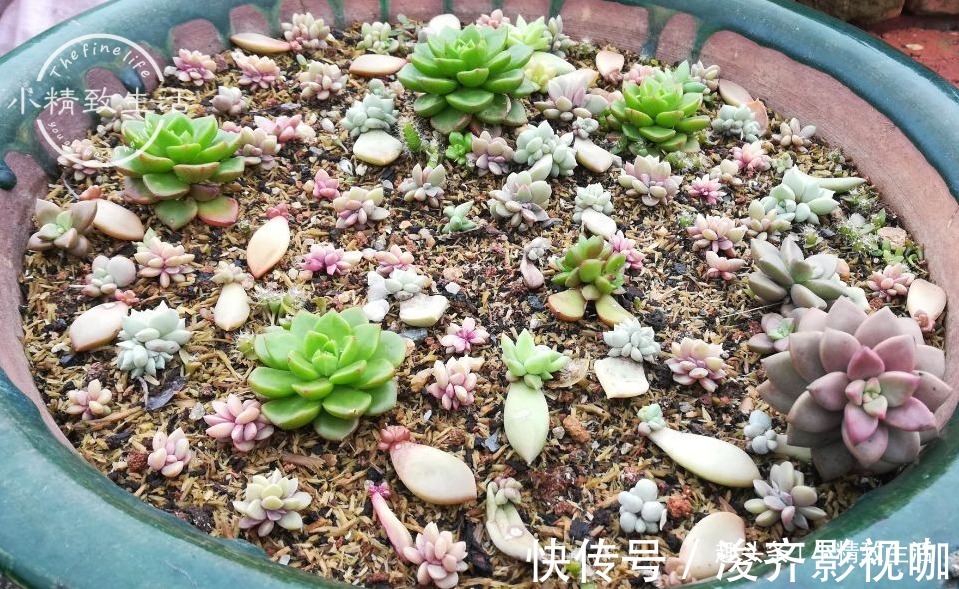 多肉叶插出芽后,遵循“4字”原则,安全过渡,保命为主