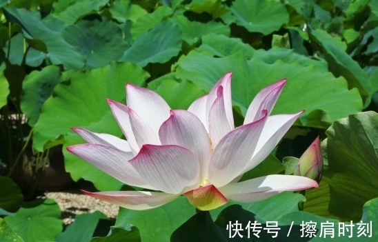 8月20日开始，吉星照耀，4属相桃花灿烂，生活如鱼得水