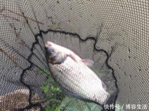 实用|野钓怎样应对走水现象，掌握这些实用方法，走水照样能钓好