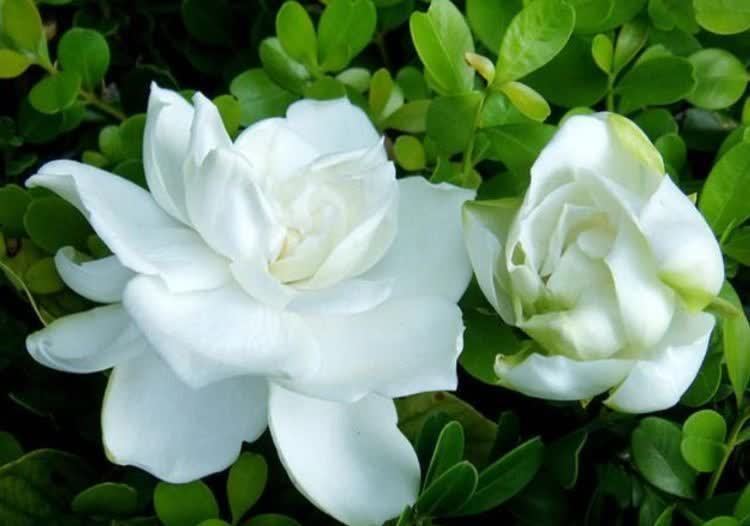 超漂亮的4种花,好养不占地,花型独特,一片醉人花海!