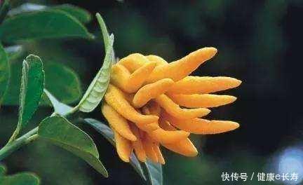 脾胃|一味能“拔痰”的中药拔除痰湿,调养三脏,值得用心学习