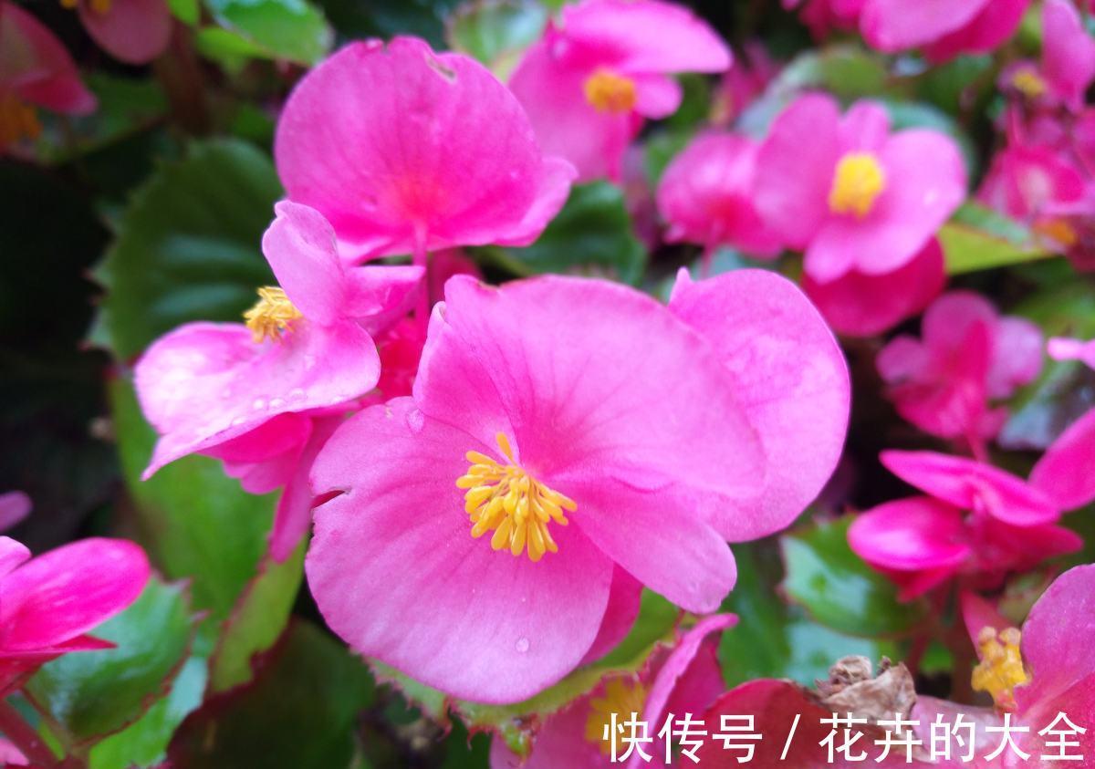 百日草|人到五十五，养花也会心累，养这5种花量大不操心