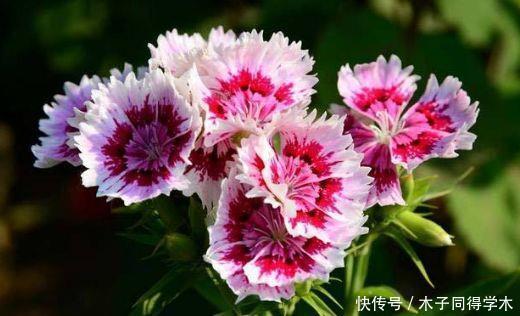 4种花现在养刚刚好,开花很漂亮,新手也能养很好