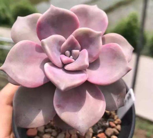 光照|好养皮实的3种多肉,一年大部分时间在生长、不休眠、颜色美