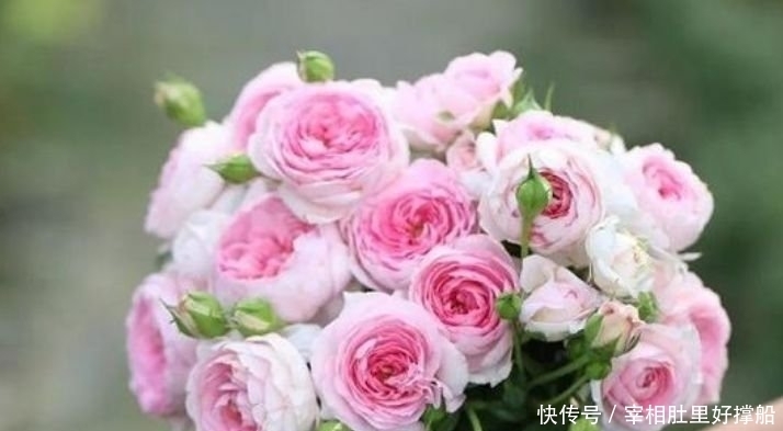 春天就养“4种花”,四季开花,满树都是花朵,漂亮极了