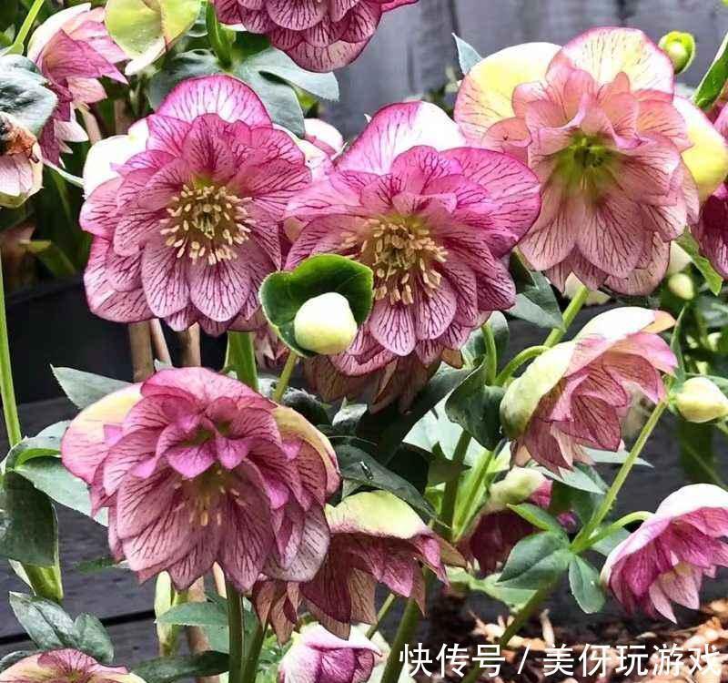 旱金莲|8种耐寒的花，漂亮又好养，低温也开花，又美又仙开花200天