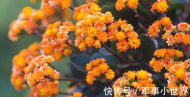 叶片|长寿花的大叶片要不要剪掉?等到出现这些情况,再动手不迟