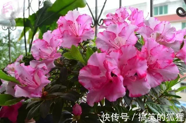 杜鹃花|5种花叫做“度夏难”,到了夏天就黄叶干枯,花友年年养年年买