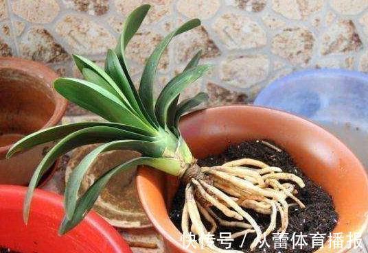 给花草换盆怕入坑?掌握6处正确做法,再不用烦恼伤亡问题