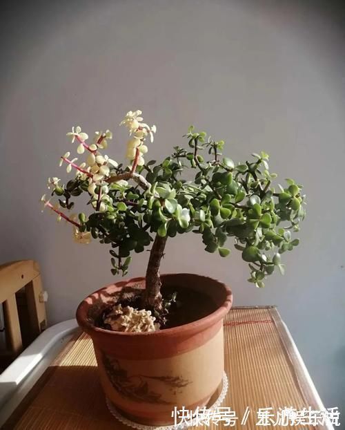 金枝玉叶太好养了，常用两种水，嫩叶冒不停，长势很喜人