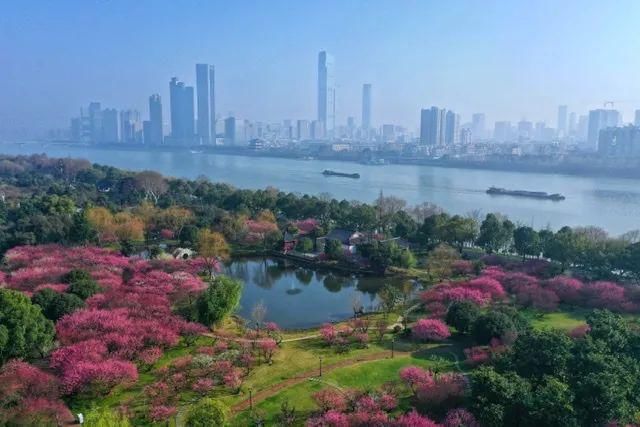 太美了！橘子洲上鲜花盛开！还有松雅湖、望月公园…错过再等一年！（大量美图）