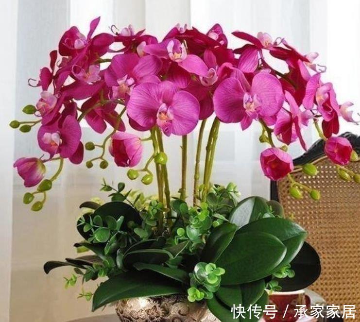 旺财|自带财运的4种花,寓意好、观赏性强,养客厅旺财又养人
