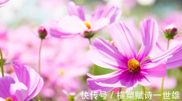 新事物|步入11月,4个星座,温暖贴心,照顾伴侣,爱情顺风顺水