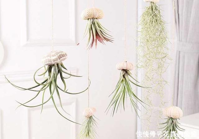 空气|不会养花,就养几颗空气凤梨,不用土栽,喷喷水就能活,特别好看