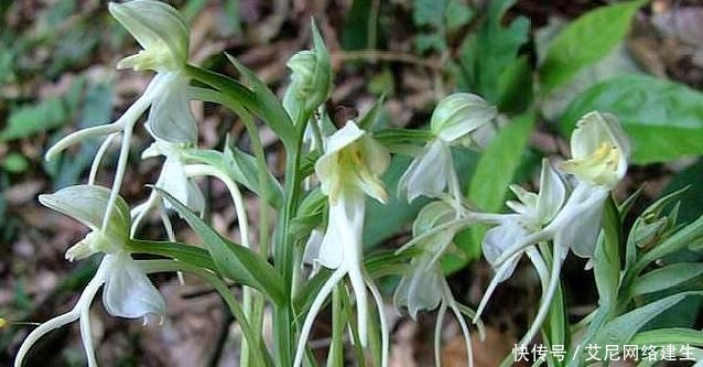 “它”被人称作“最丑”兰花,却因根茎有独特作用,深受男喜爱女