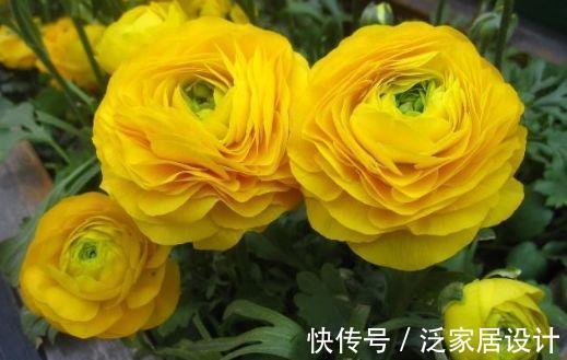 康乃馨|农历7月28号起，最适合养这些花，花姿妖娆，芳香四溢
