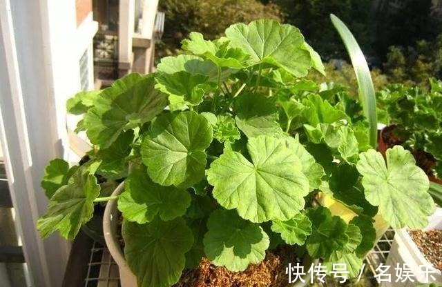 8种花现在赶紧剪,剃光头撸光叶,越狠越爆盆