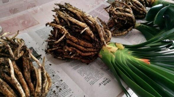 君子兰不见长、不开花“2种料”扔盆里,新芽多,一年开花2次