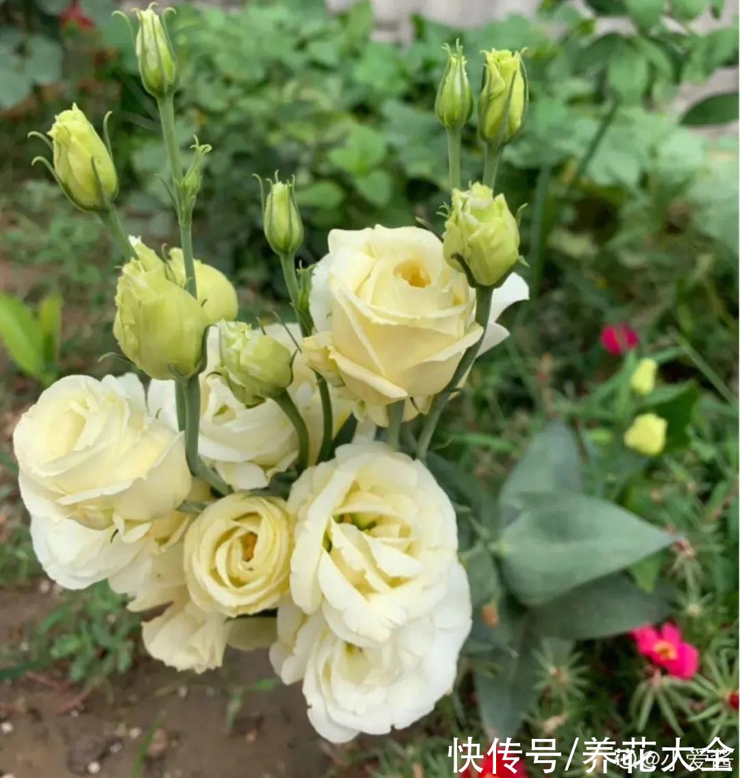 晒不死、热不死的花，越晒花越多，越热长越快