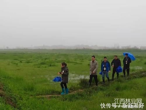 江西卫视|鄱阳湖保护区在沿湖7个县市区开展河麂样线调查