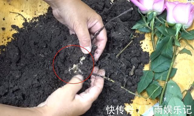 生根|至今还有人“炒作”土豆扦插月季,实操后发现,土豆长得真不错
