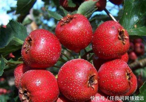 老刘|吃饭吃到撑涨难受怎么办,老刘告诉您一个小妙招,特管用