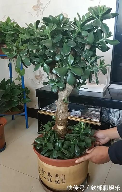 滴水观音|5种多肉有点毒,养在家里不安全,家里有孩子,赶快扔出去