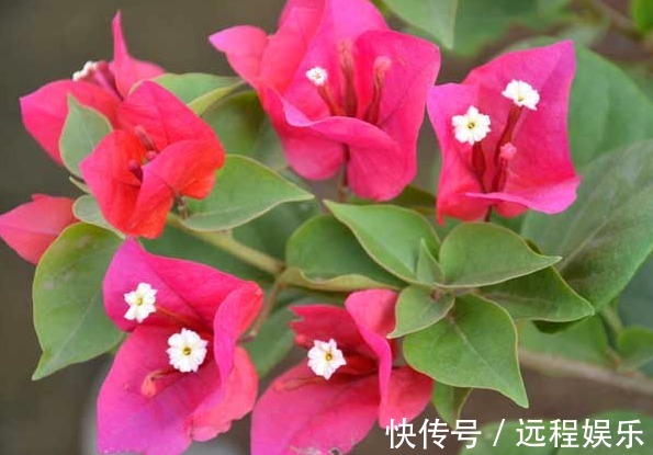 喜欢在阳台养护花卉，就可以选择花色艳丽，花期长，好养护的花卉