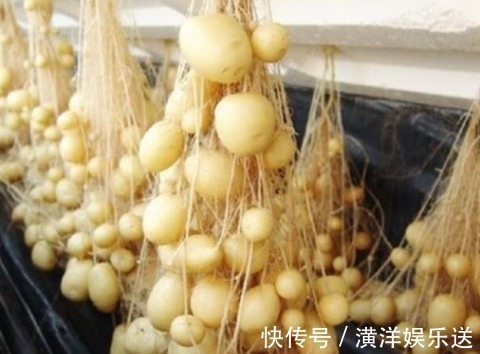 土豆发芽了没办法吃，但是却有大用处，别傻傻扔掉了