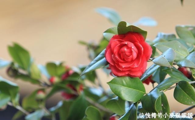 杜鹃|这6种花,记住晚上冻,白天晒,开花特别快!