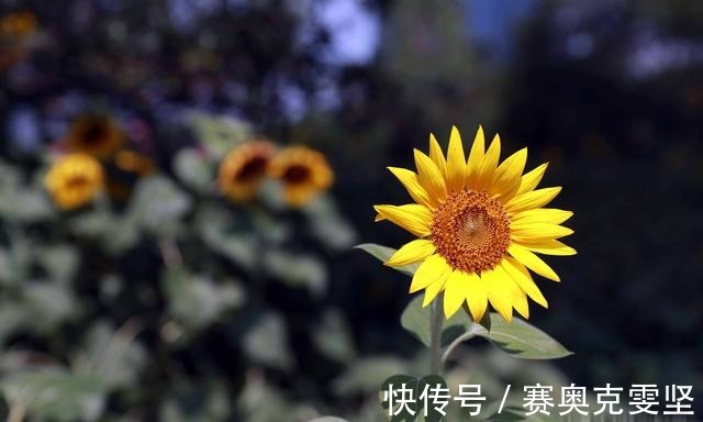 向阳|热浪滚滚 向阳而生 申城向日葵花海上线啦