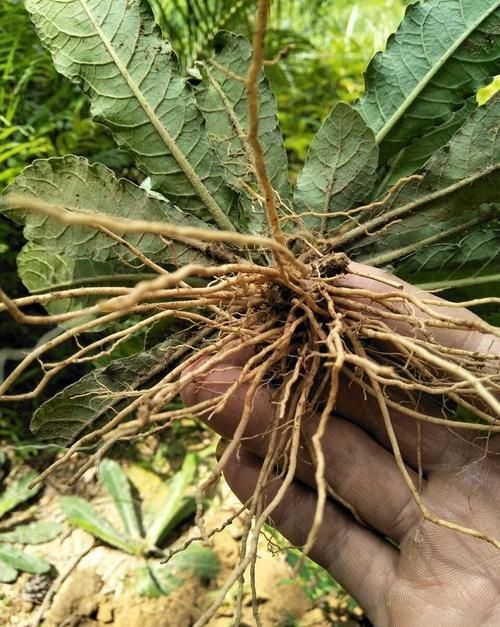 特效药|这东西，人称地胆草，是治口腔溃疡“特效药”，如需要，请重视！