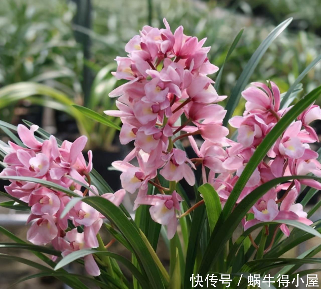 微酸|想让兰花早发芽,这“三位置”留点水,催出一圈苞,绽放层叠群兰