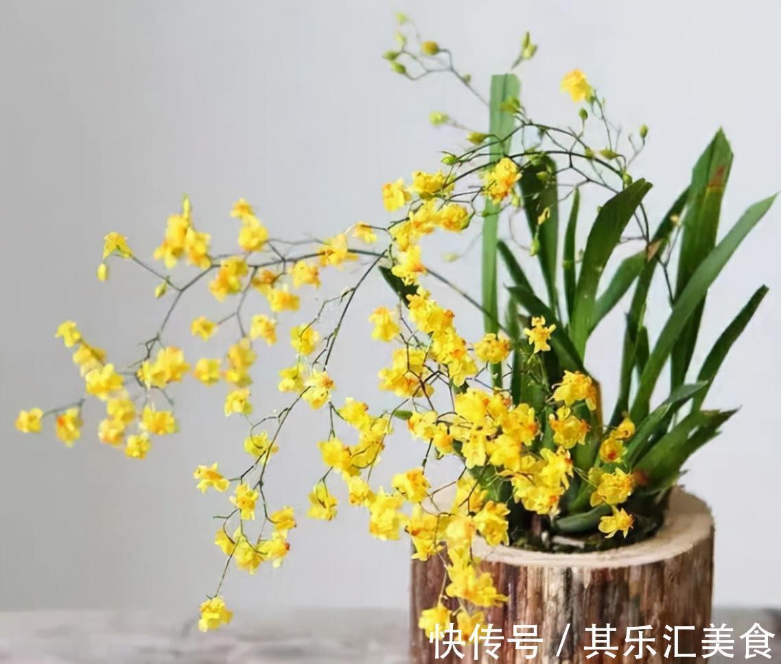 香水|5种香水花，家里养一盆，花香怡人，好看又好闻