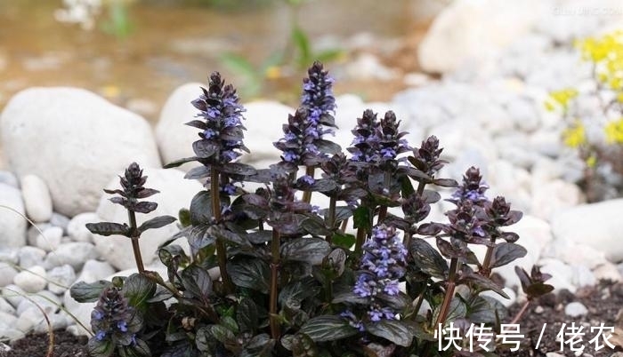 文学作品|这野草，学名“夏枯草”，是中药“珍宝”，野外遇见，请勿错过！