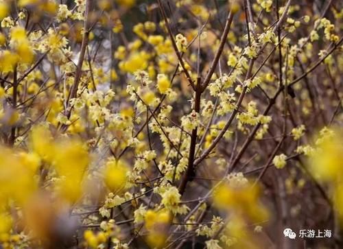 老年|上海这些赏梅地！有空时不如去逛逛爱申活暖心春