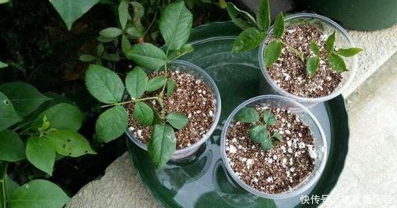现在扦插此4种花,一周就长芽生根,一棵变多棵,成养花大户了