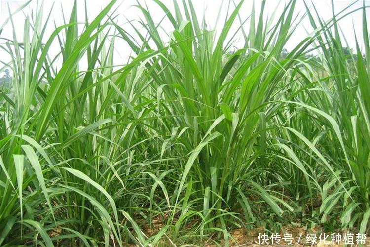 冬牧70,一種耐寒性極強(qiáng)的優(yōu)質(zhì)牧草