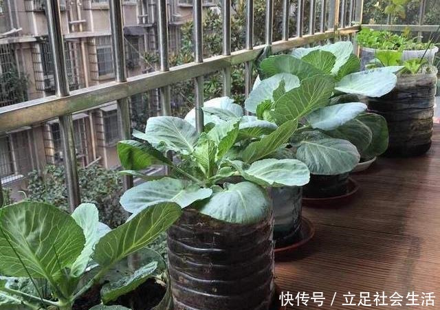 家里种几盆懒人菜,沾土就冒芽,新鲜又好吃,天天轮流摘!