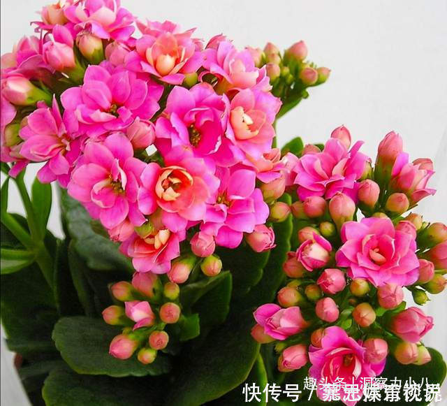 蹭蹭|想长寿花多冒苞，土里埋下这“两料”，蹭蹭窜芽，开出层叠群花