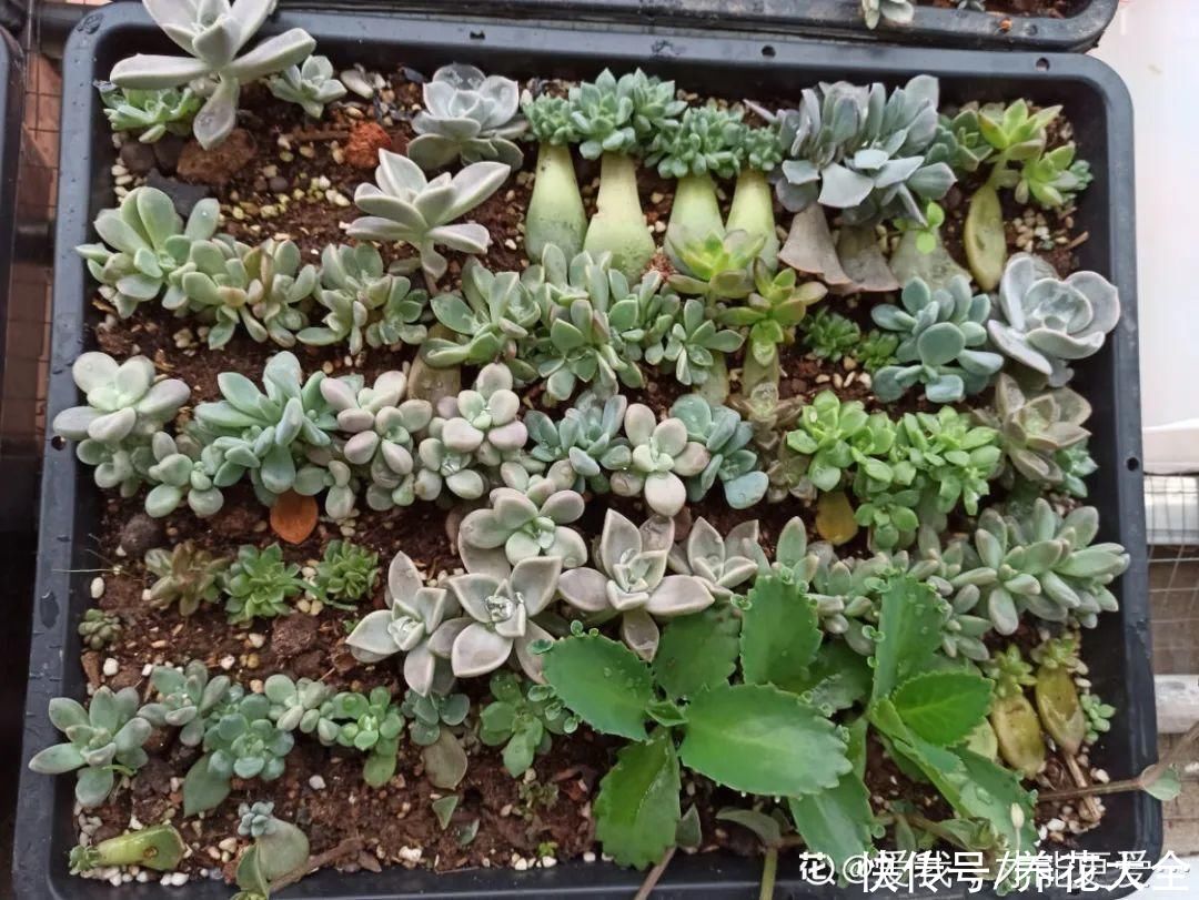 7种“落地生根”花，春天多插几棵，成活率特别高