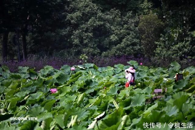 后滩|“荷花仙子”拍了拍你，想和你来场浪漫的夏日约会~