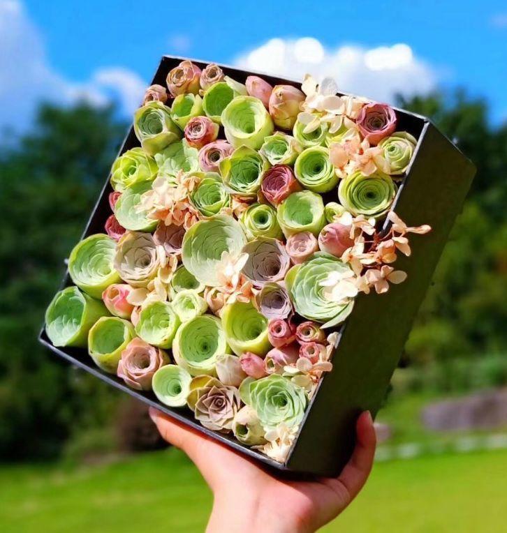 2种多肉,一休眠就变小包子,天越热越漂亮!