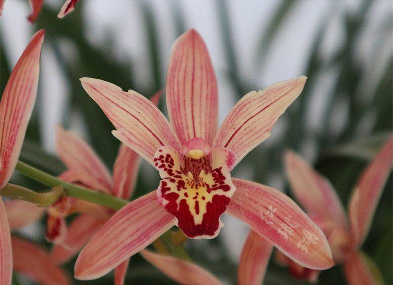 你还在花钱买兰花,农村山里的兰花漂亮又好养,全年都开花