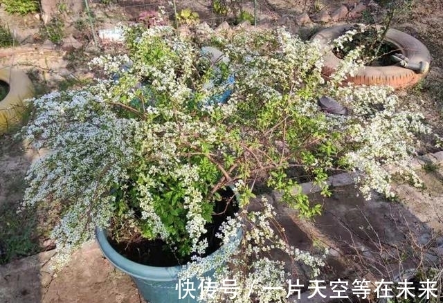 这些懒人“神器”，就是你养花的“绊脚石”，是养不好的主要原因