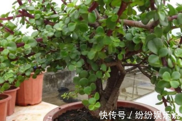 家里种上三种花,名字吉利寓意吉祥,想不到比发财树强十倍