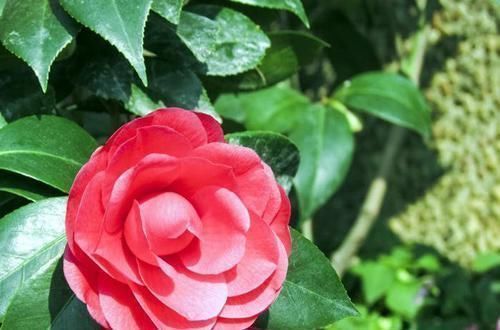 娇艳|此3种花生长环境很特殊,就喜欢酸性土,长得欢开花多,花色娇艳