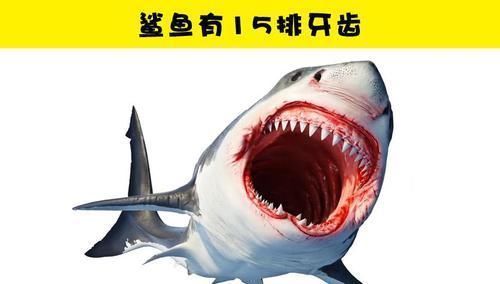 骨头|学校里可能没有教过你的10个很有趣的小知识