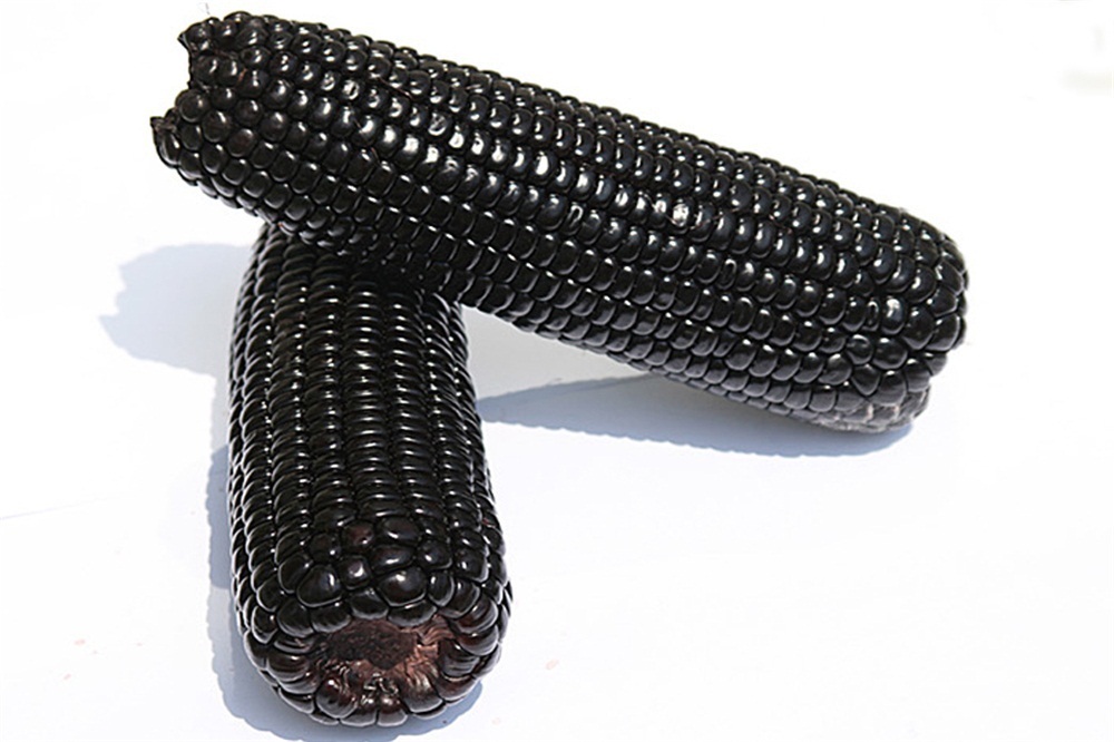 真全粮家庭酿酒技术:自制黑玉米酿酒方法